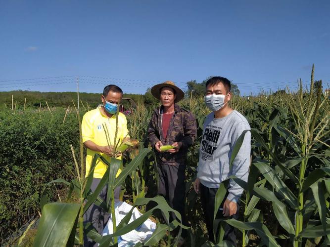 大米村乡村振兴工作队:积极帮助推销农副产品,促进农户抓生产保增收