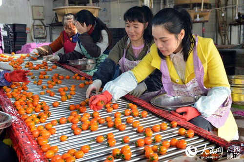 广西南菜北运基地县圣女果供应北方市场