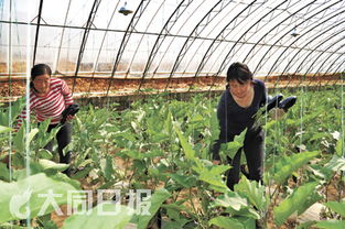 天镇县蔬菜上北京餐桌