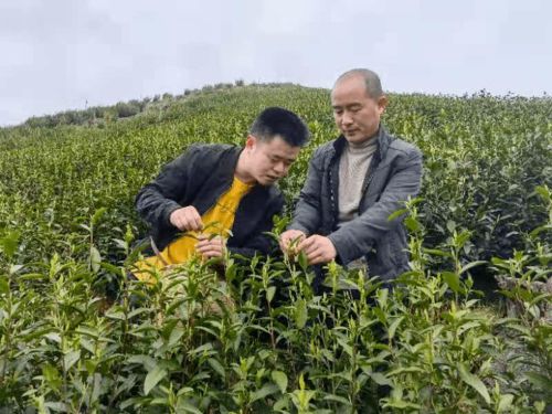 电商助力 都昌白茶焕发新生机