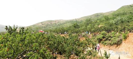 禹州市:镇长为老山坪金杏直播带货