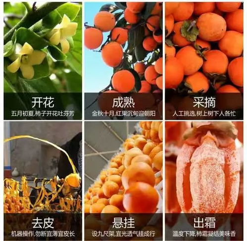 富平友好柿 陕西文化产业的又一靓丽名片